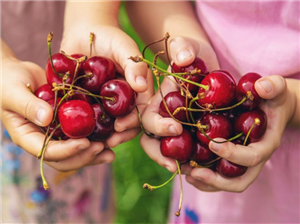 קטיף דובדבנים בצפון – אטרקציה לכל המשפחה
